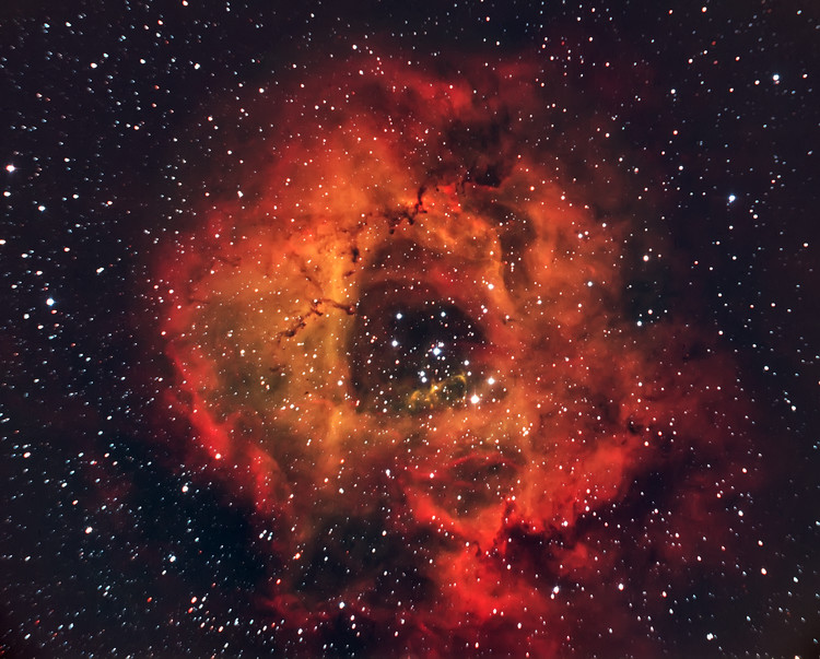 Poster The Rose in the sky