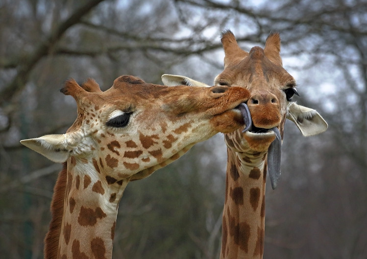 Poster Happy Valentine