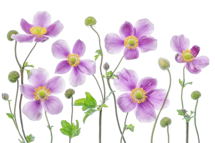 Levně Plakát, Obraz - Anemone Japonica, Mandy Disher, 40 × 26.7 cm