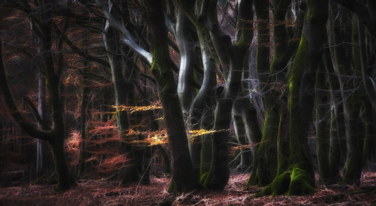 Levně Plakát, Obraz - Mystical Speulderforest, Saskia Dingemans, 40 × 22.2 cm