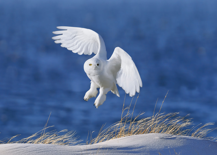 Poster White Spirit demon