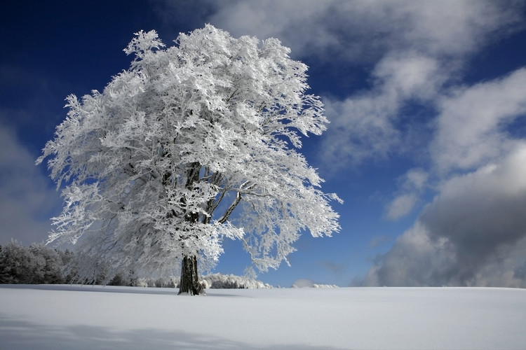 Poster White Windbuche in Black Forest