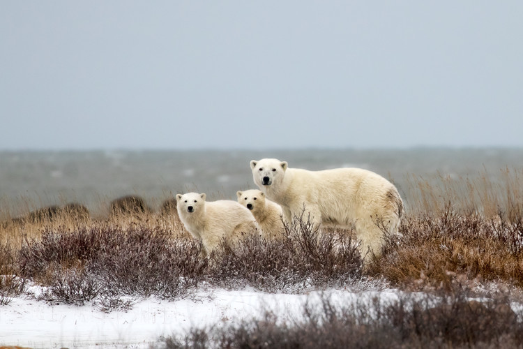 Canvas Print Bear family