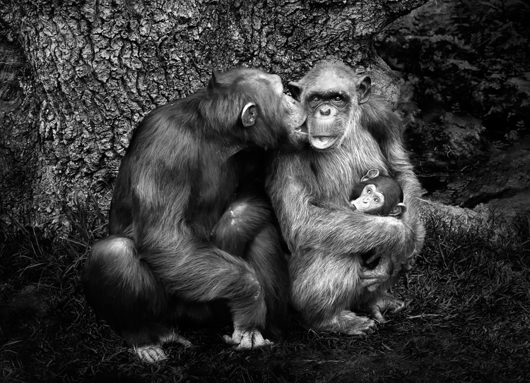 Canvas Print Untitled