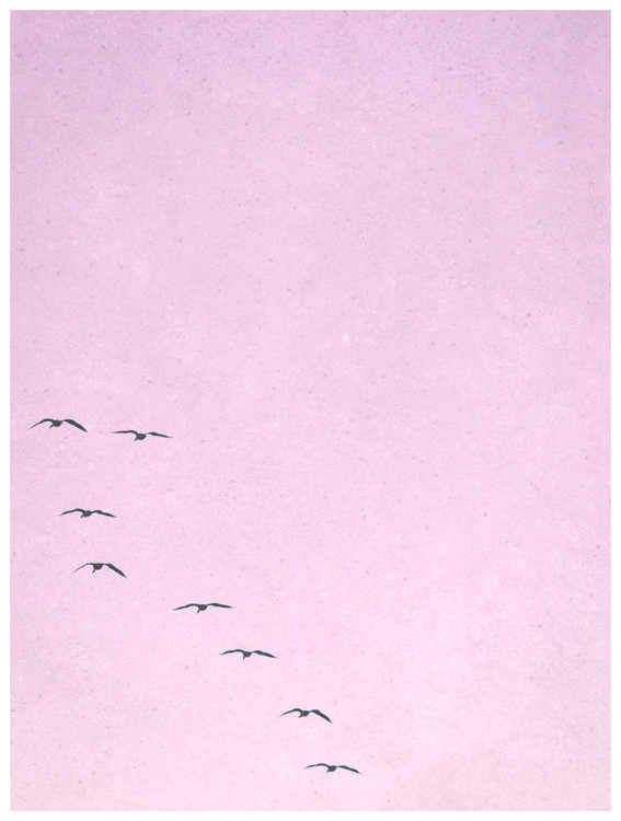 Poster borderpinkbirds