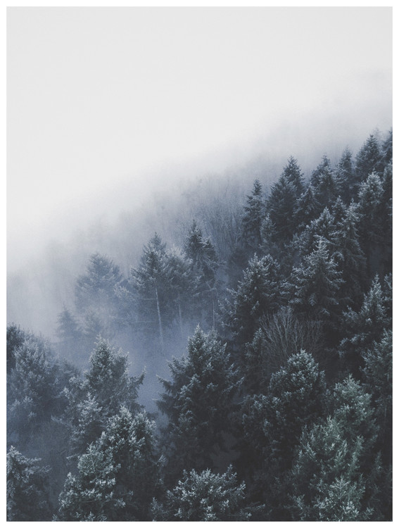 Poster bordertreevalley