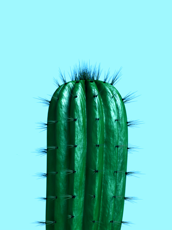 Poster cactus1