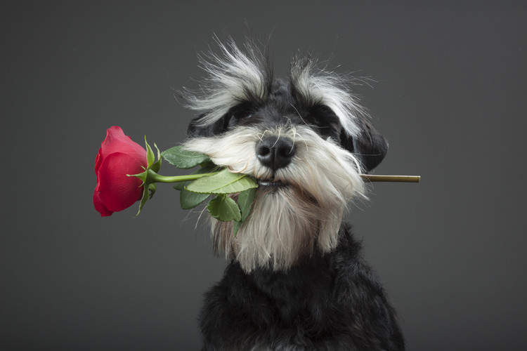 Canvas Print Tango Dancer