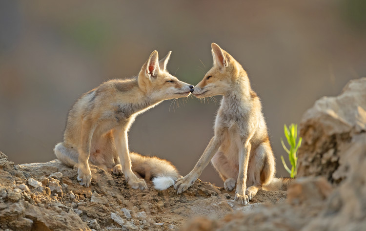 Canvas Print Foxes , Kiss