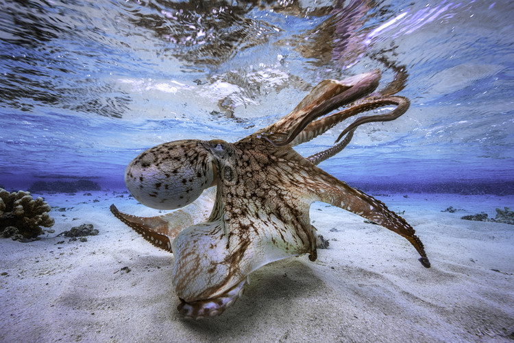 Canvas Print Dancing Octopus