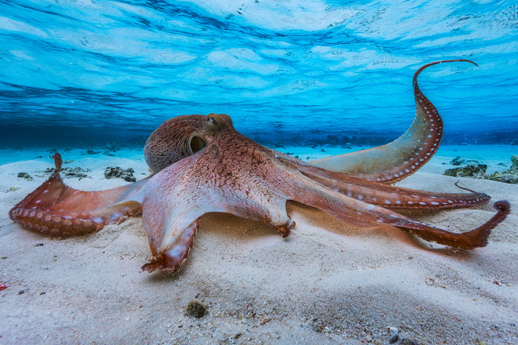 Tableau sur toile Octopus