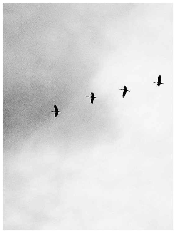 Poster Border four birds