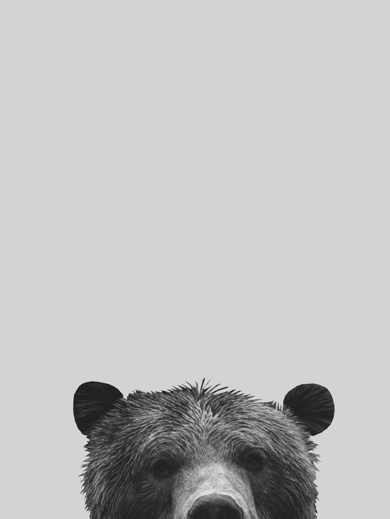 Poster Grey bear