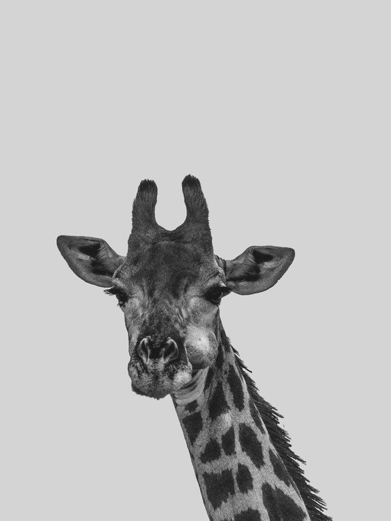 Canvas Print Grey giraff