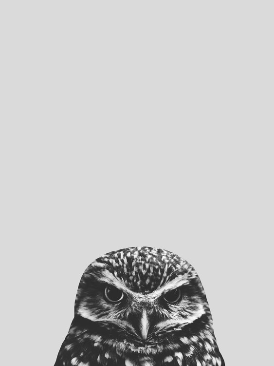 Poster Grey owl