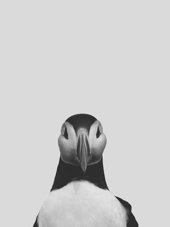 Canvas Print Grey puffin