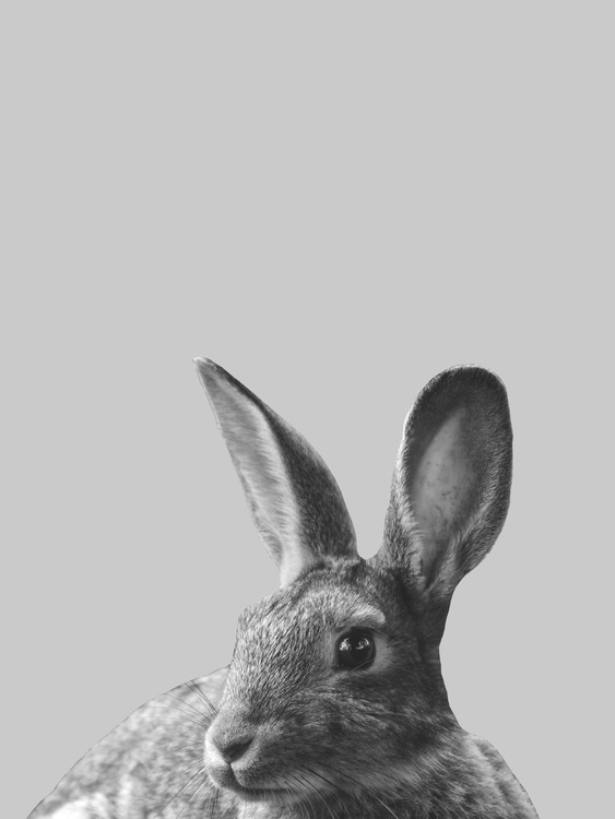 Poster Grey rabbit