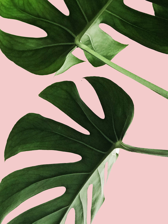 Camiseta Pink palm