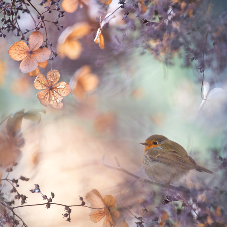 Poster Hydrangea fantasy