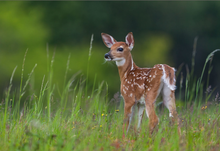 Poster Spring Fawn