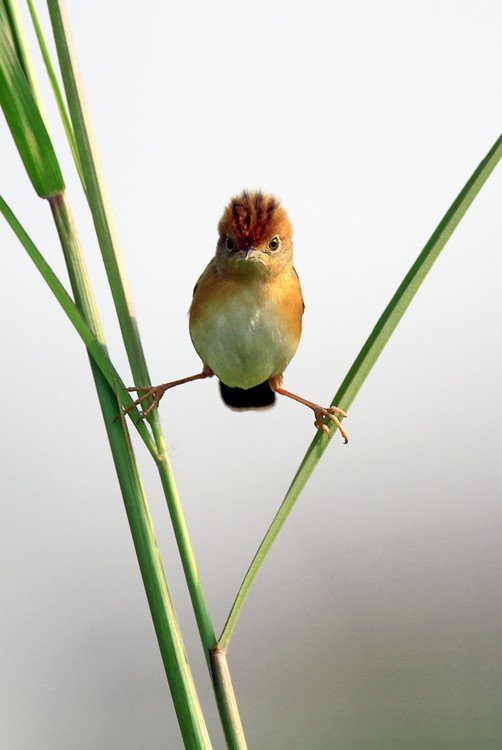 Poster Kung Fu Master