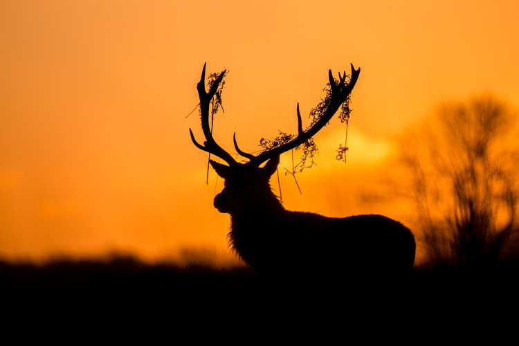 Poster Red Deer Stag Silhouette