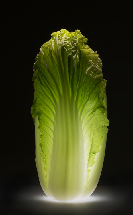 Poster Chinese cabbage