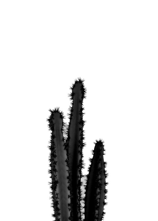 Poster BLACK CACTUS 4