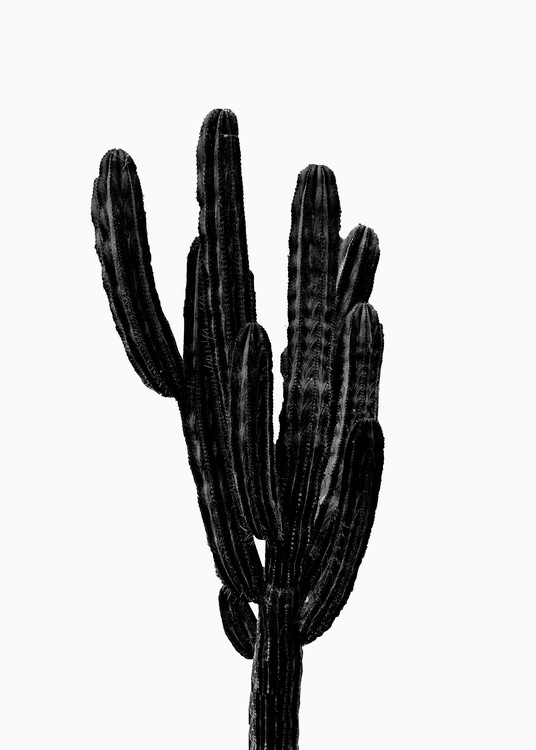Poster BLACK CACTUS