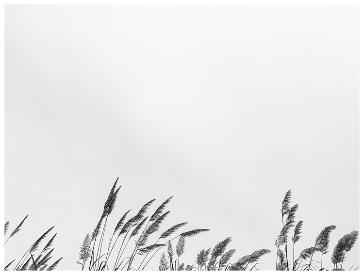 Poster border grass top