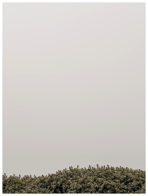 Plakat tree tops