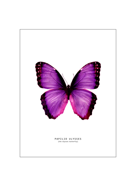 Plakát butterfly 2