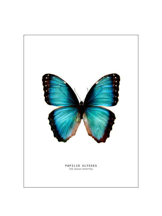 Αφίσα butterfly