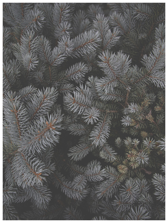 Poster christmas tree foilage
