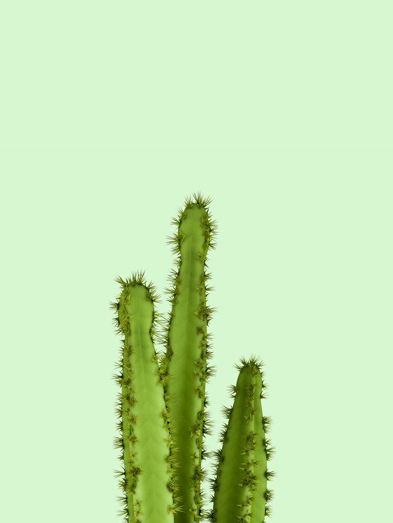 Billede på lærred cactus 8