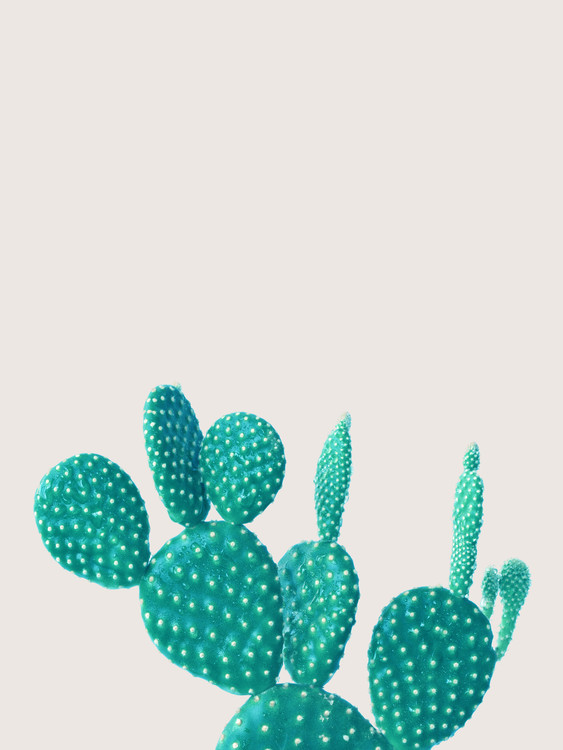 Plakát cactus 5