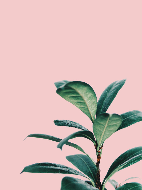 Plakát pink palm