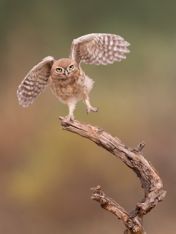 Poster I'm just a gigalo...