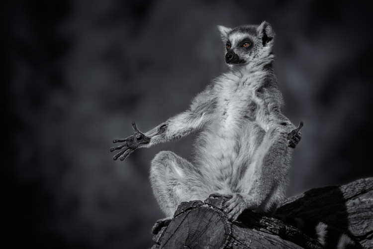 Sticker Little Buddha