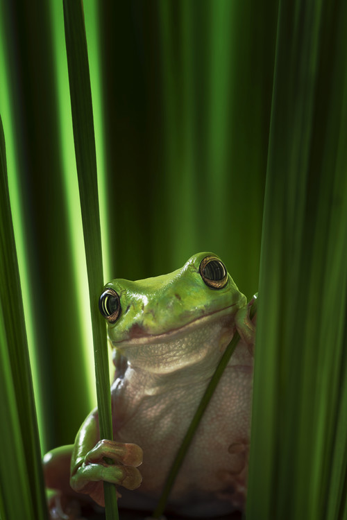 Poster Green Frog