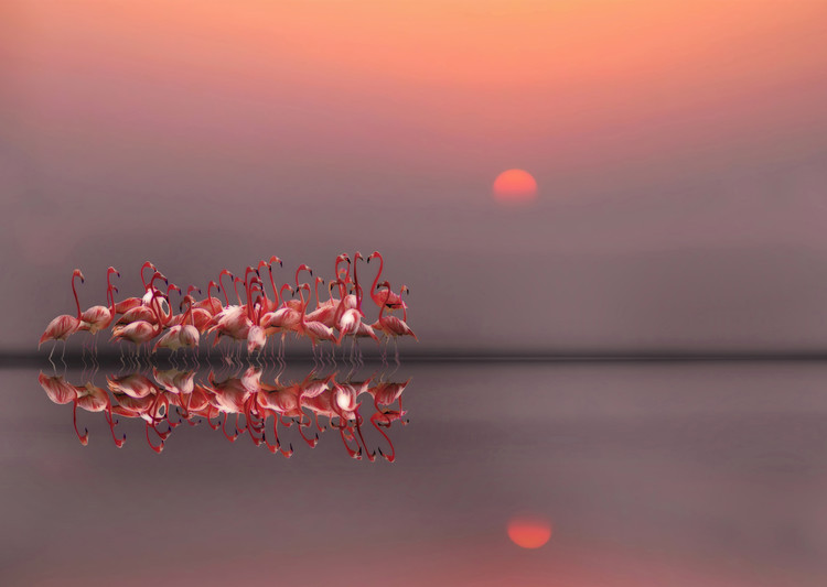 Canvas Print purple sunset