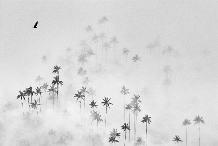 Poster cocora valley