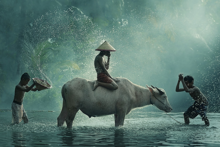Canvas Print Water Buffalo