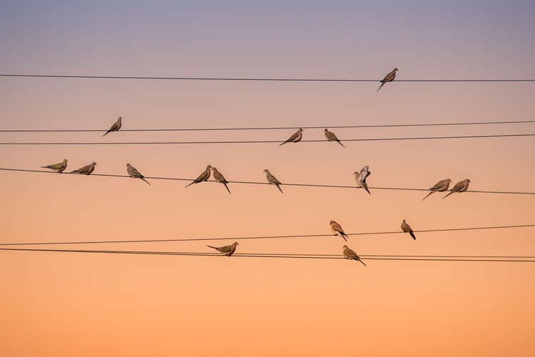 Canvas Print Music of Light