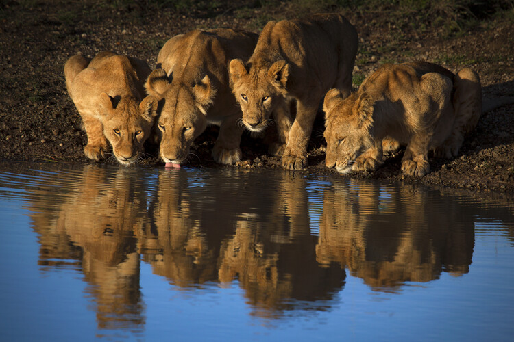 Canvas Print Lions of Mara