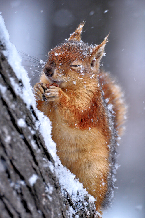 Poster Winter