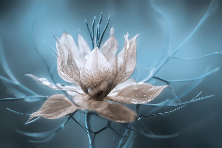 Plakat Nigella
