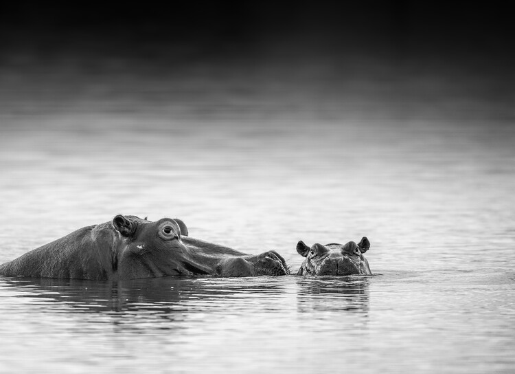 Canvas Print Eye level