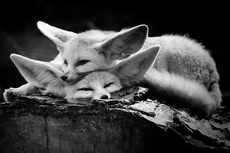 Canvas Print The happy couple