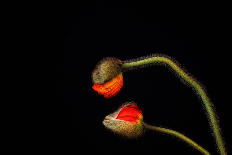 Poster Tango Argentino